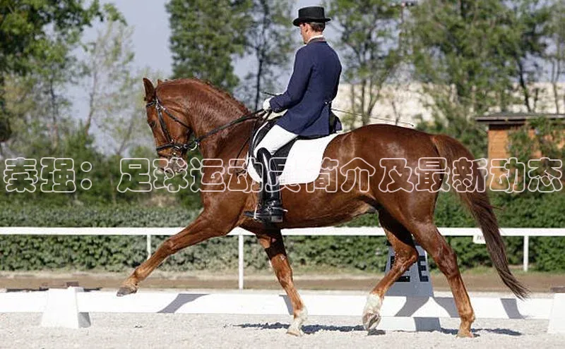 米乐易游官网登陆入口路畅科技秦强：足球运动员简介及最新动态